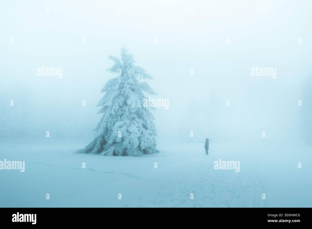 Vue d'une figure solitaire debout près d'un pin chargé de neige dans un paysage entouré d'un brouillard dense et éthéré, Bellefosse, Grand est, France. Banque D'Images