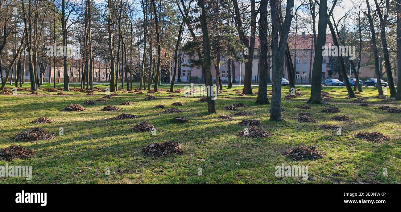 Piles de feuilles d'automne disposées à travers Sunny Park Banque D'Images