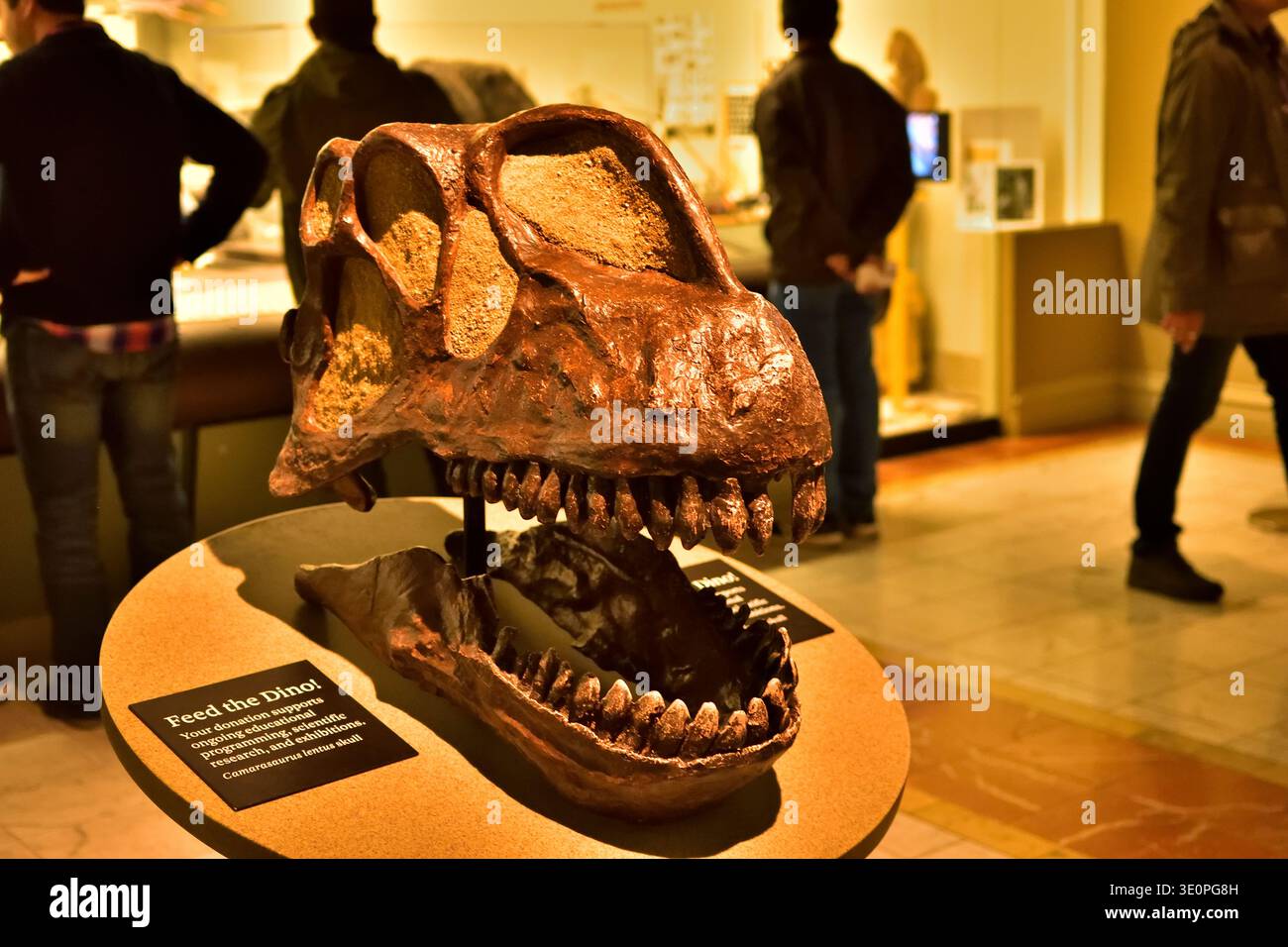 Gros plan d'un gros fossile de crâne de dinosaure étiqueté "Feed the Dino" dans une exposition interactive de paléontologie au Musée Carnegie d'histoire naturelle Banque D'Images