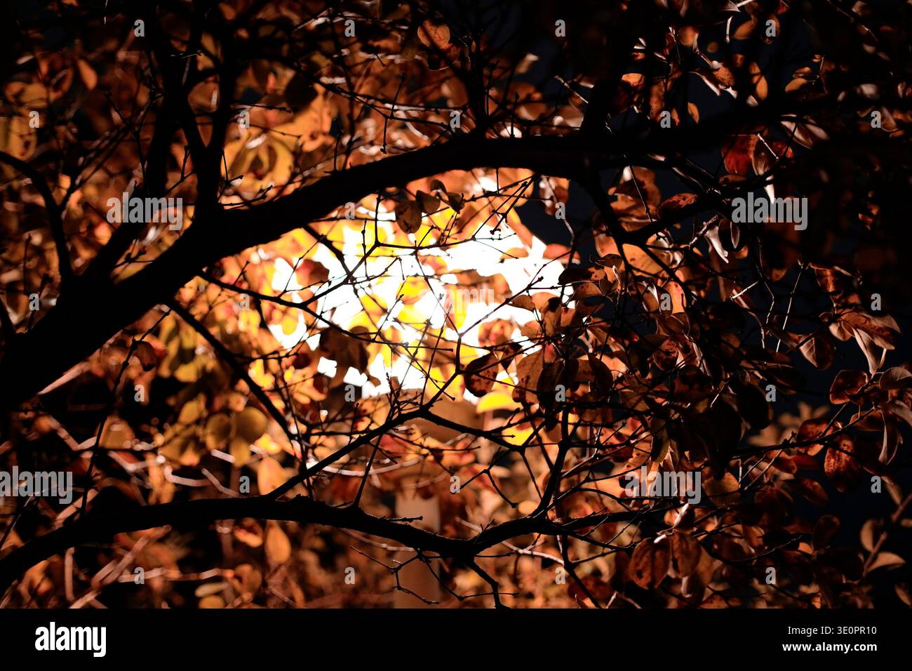 Gros plan des branches et des feuilles d'arbres d'automne entourant un lampadaire lumineux la nuit, avec un rétroéclairage doré chaud créant une silhouette et un éclat éclatants. Banque D'Images