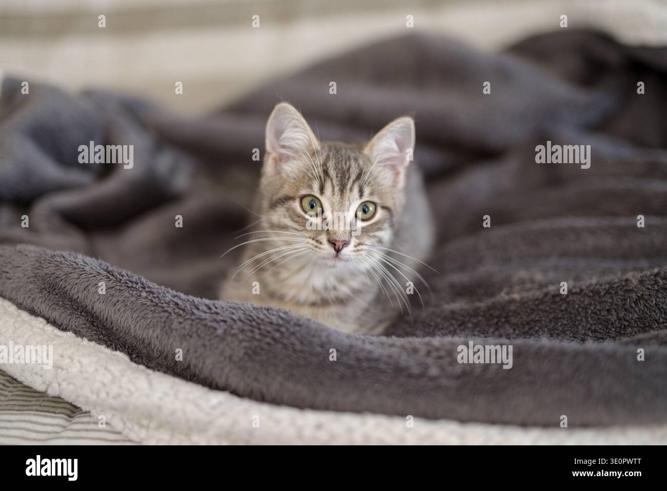 Chaton 3 mois se reposant dans sa maison Banque D'Images