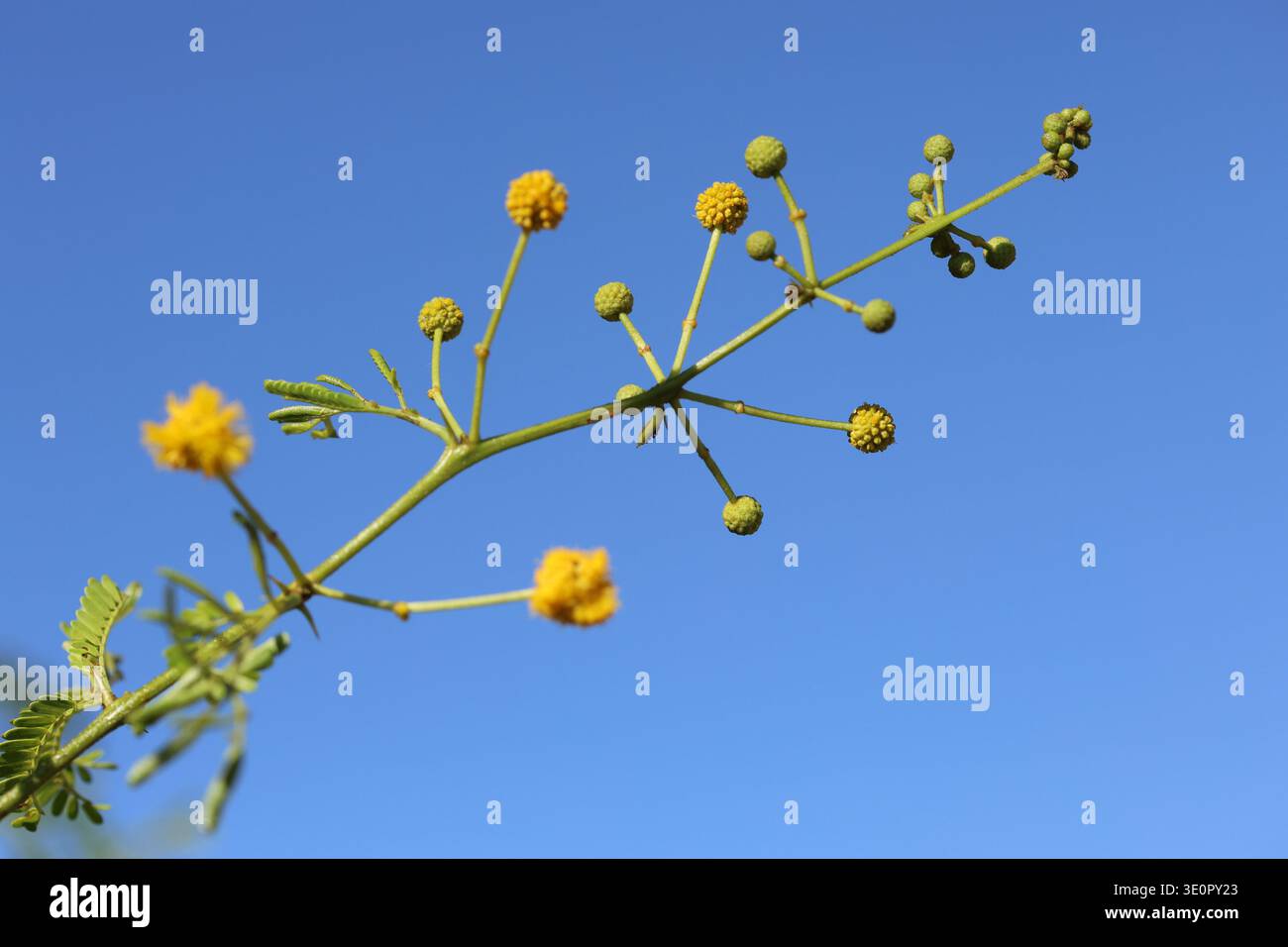 achellia farnesiana est une espèce d'arbuste ou de petit arbre Banque D'Images