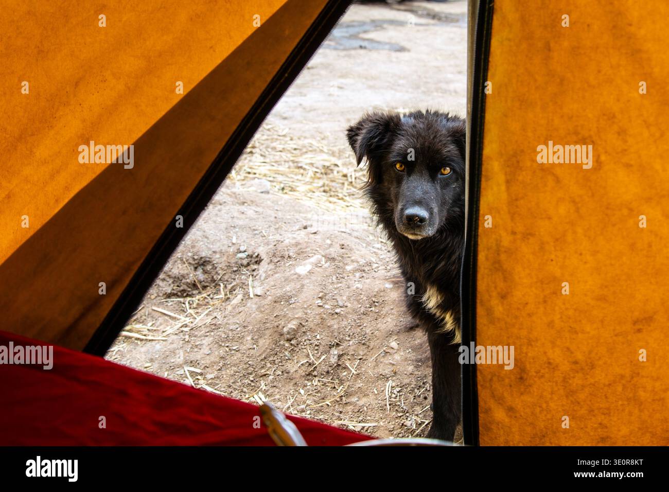 Chien errant regardant dans une tente de trekkers dans la montagne arc-en-ciel, région d'Ausangate, Pérou Banque D'Images