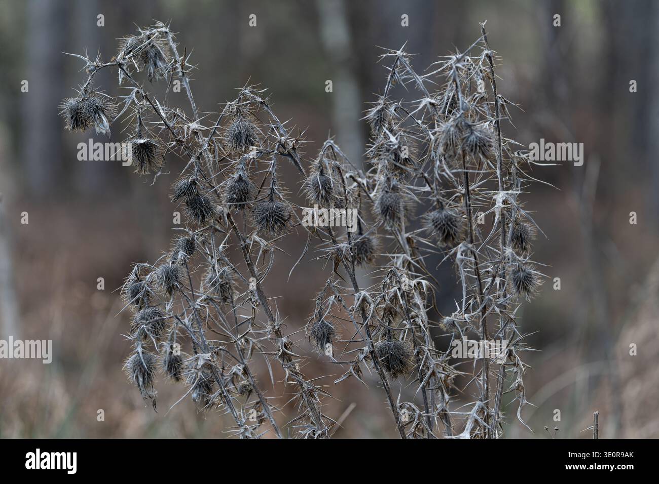 Têtes de graines de chardon séchées en hiver, emblème national écossais debout sur un fond boisé flou Banque D'Images