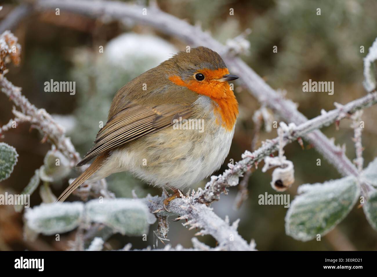 Robin européen, Erithacus rubecula aux abords, un jardin commun oiseau dans le Royaume-Uni, c'est notre oiseau national et probablement l'épreuve préférée de trop d'oiseaux. Banque D'Images