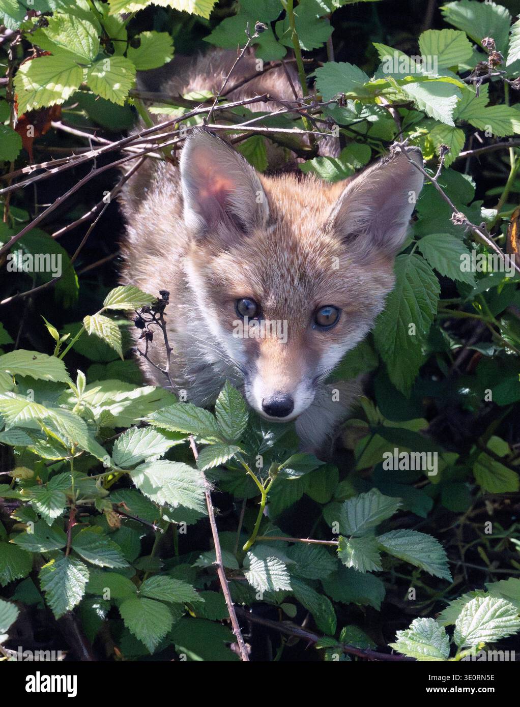 Fox Cub parmi les ronces Banque D'Images