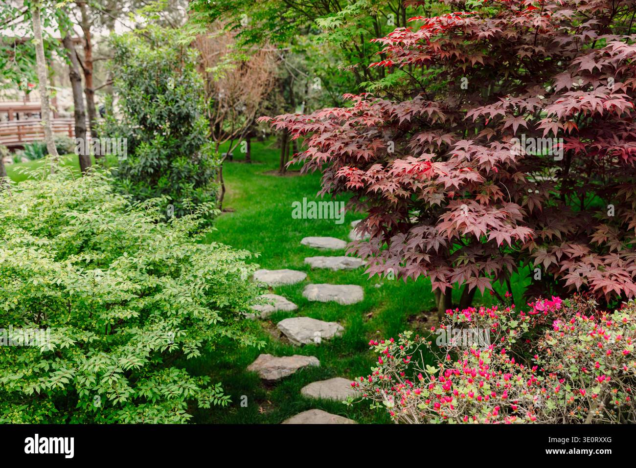 Érable japonais rouge avec chemin en pierre dans la conception de paysage de jardin zen tranquille Banque D'Images