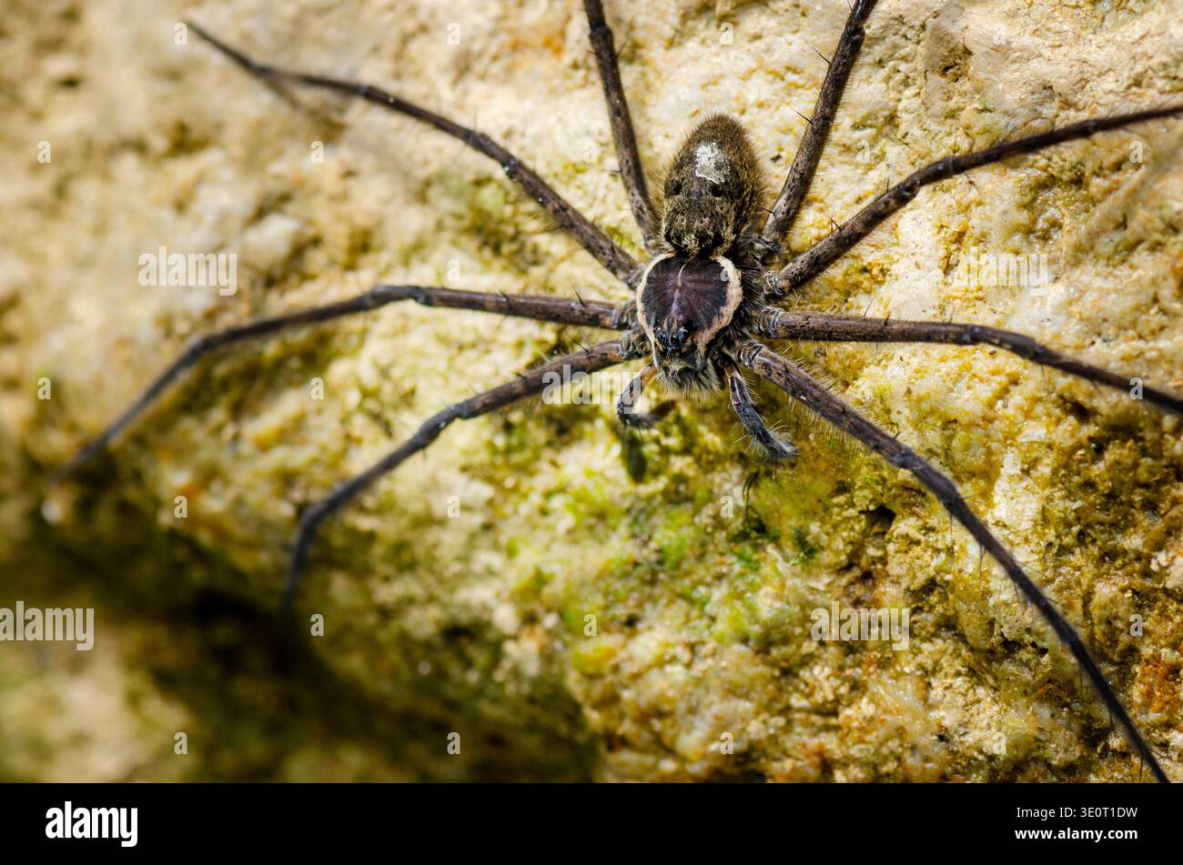 Araignée de pêche géante (Dolomedes sp.) Sur le rocher près de l'eau dans la forêt tropicale humide, Équateur, macro photographie de la faune. Banque D'Images