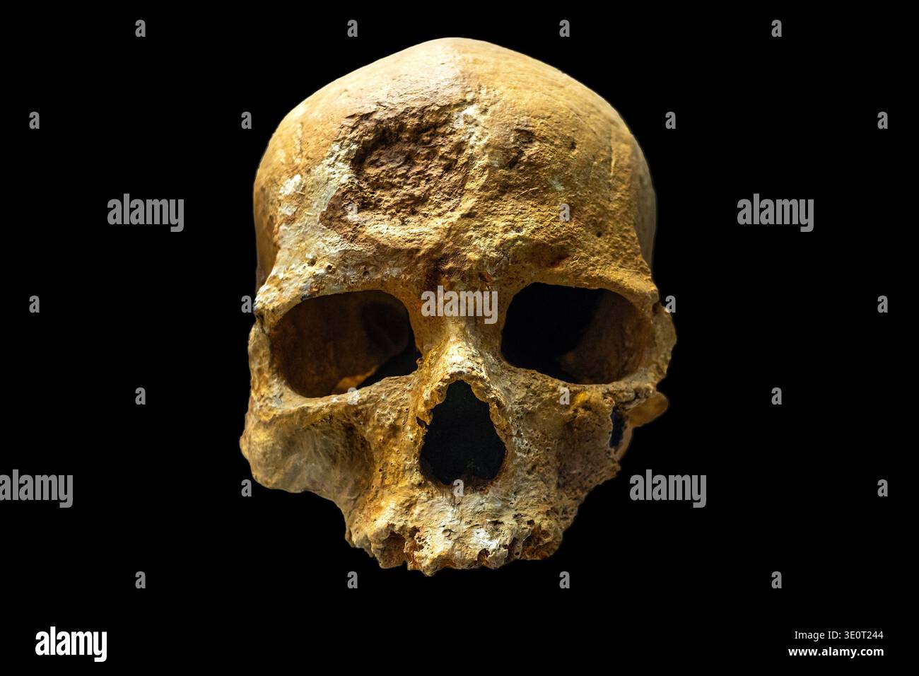 Crâne CrO-Magnon isolé sur fond noir, fossile primitif d'Homo sapiens Banque D'Images