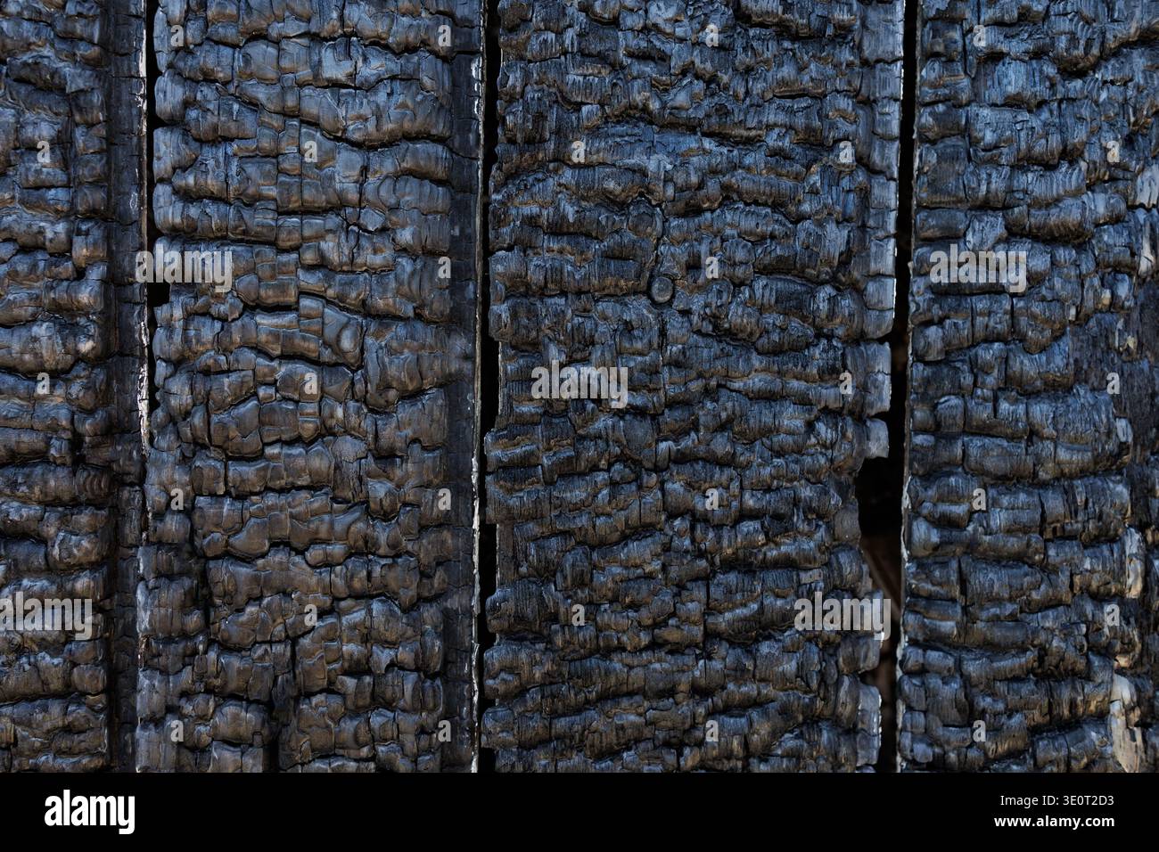Texture de surface en bois carbonisé après le feu. Arrière-plan détaillé des planches de bois brûlées avec surface carbonisée après l'incident d'incendie. Banque D'Images