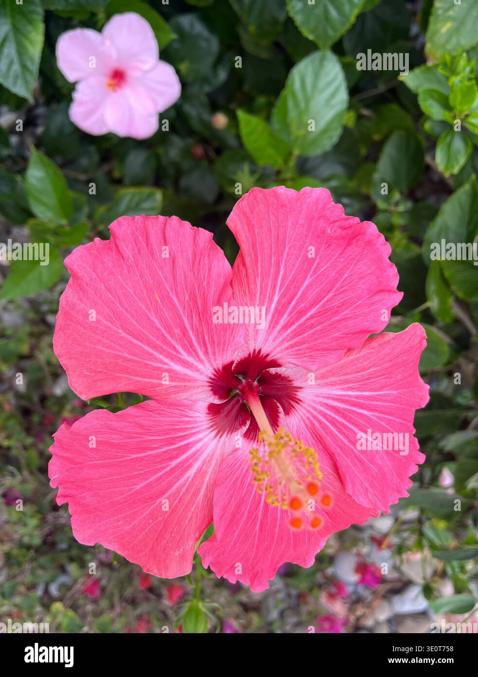 Fleur tropicale d'hibiscus sur l'île de Sanibel, Floride. - Image de stock capturée avec un smartphone