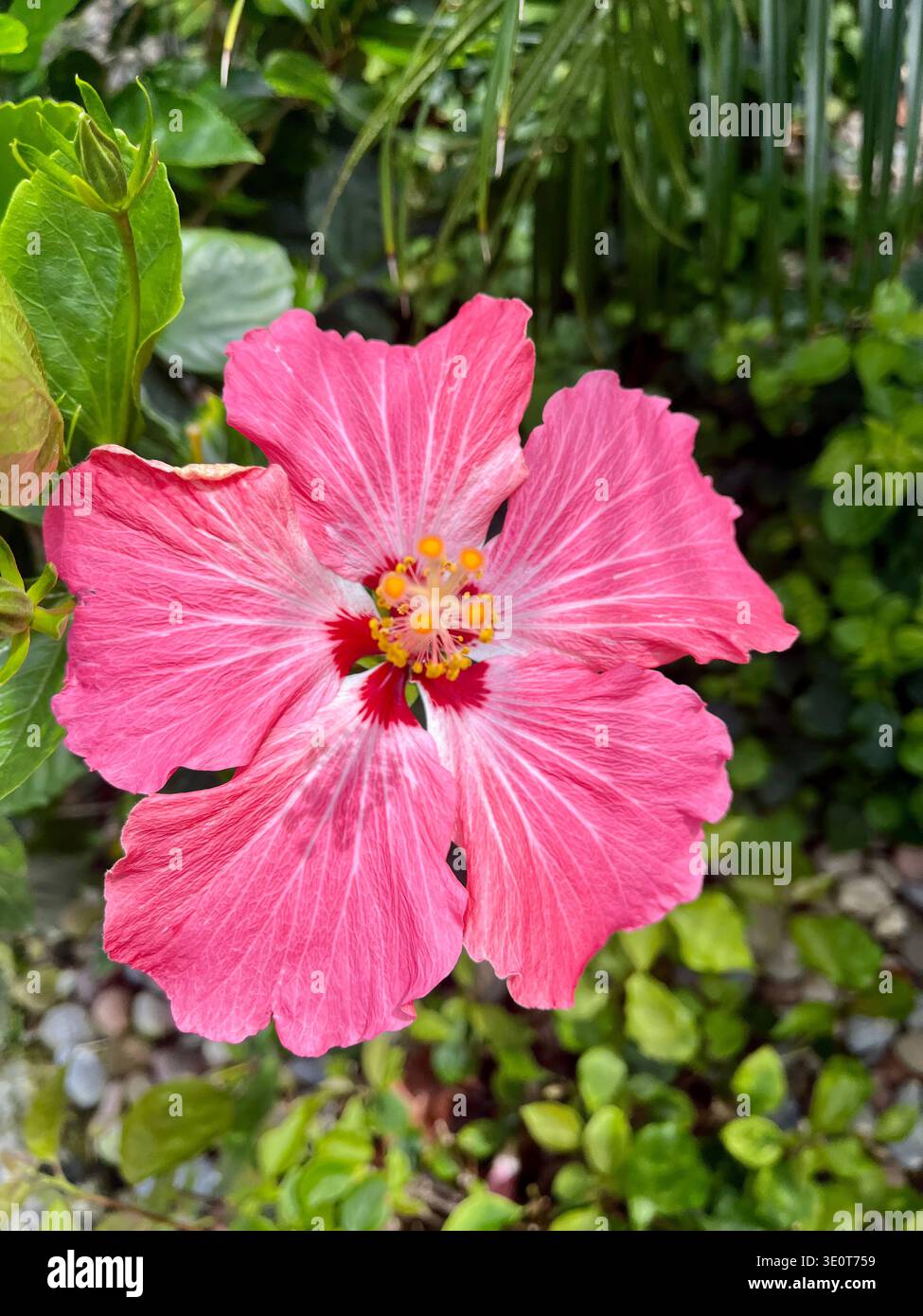 Fleur tropicale d'hibiscus sur l'île de Sanibel, Floride. - Image de stock capturée avec un smartphone