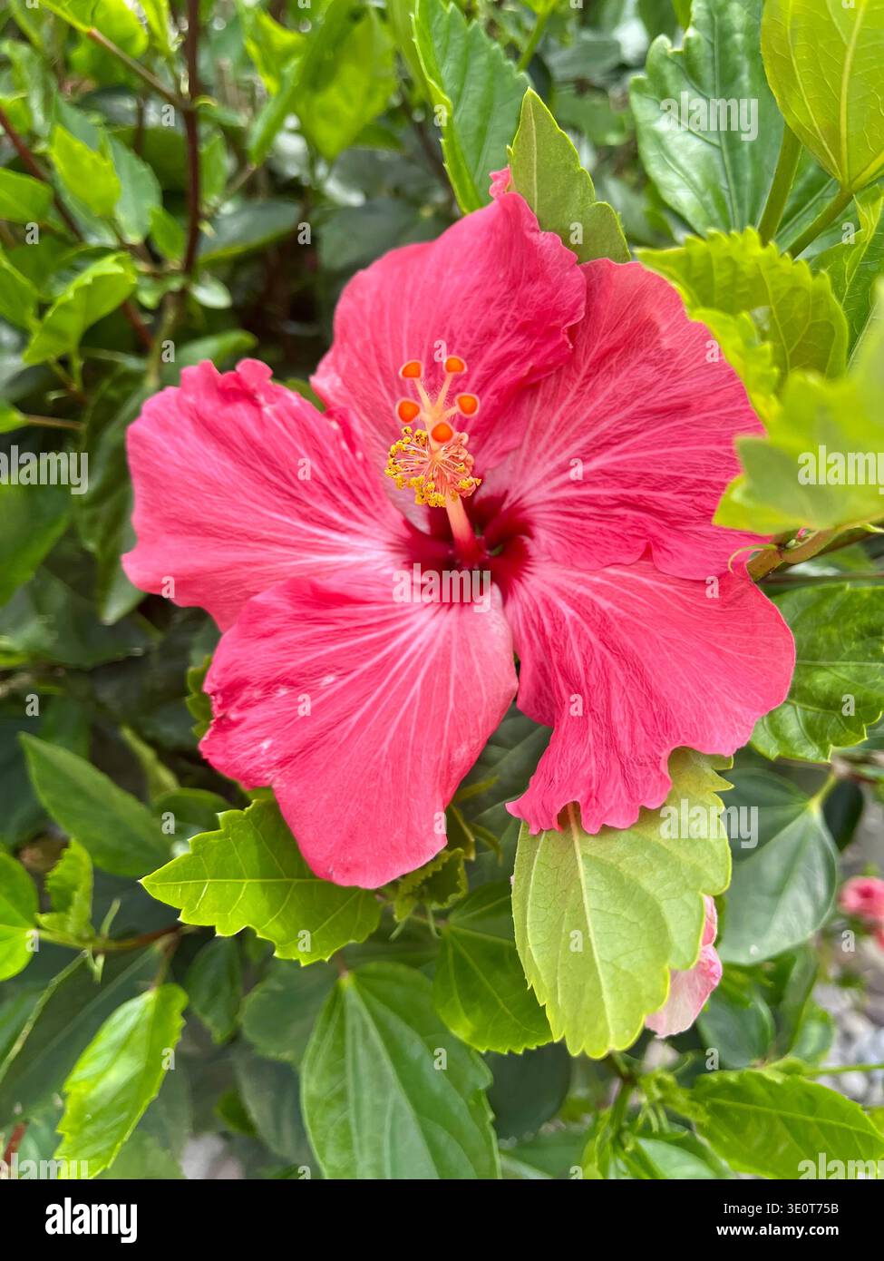 Fleur tropicale d'hibiscus sur l'île de Sanibel, Floride. - Image de stock capturée avec un smartphone