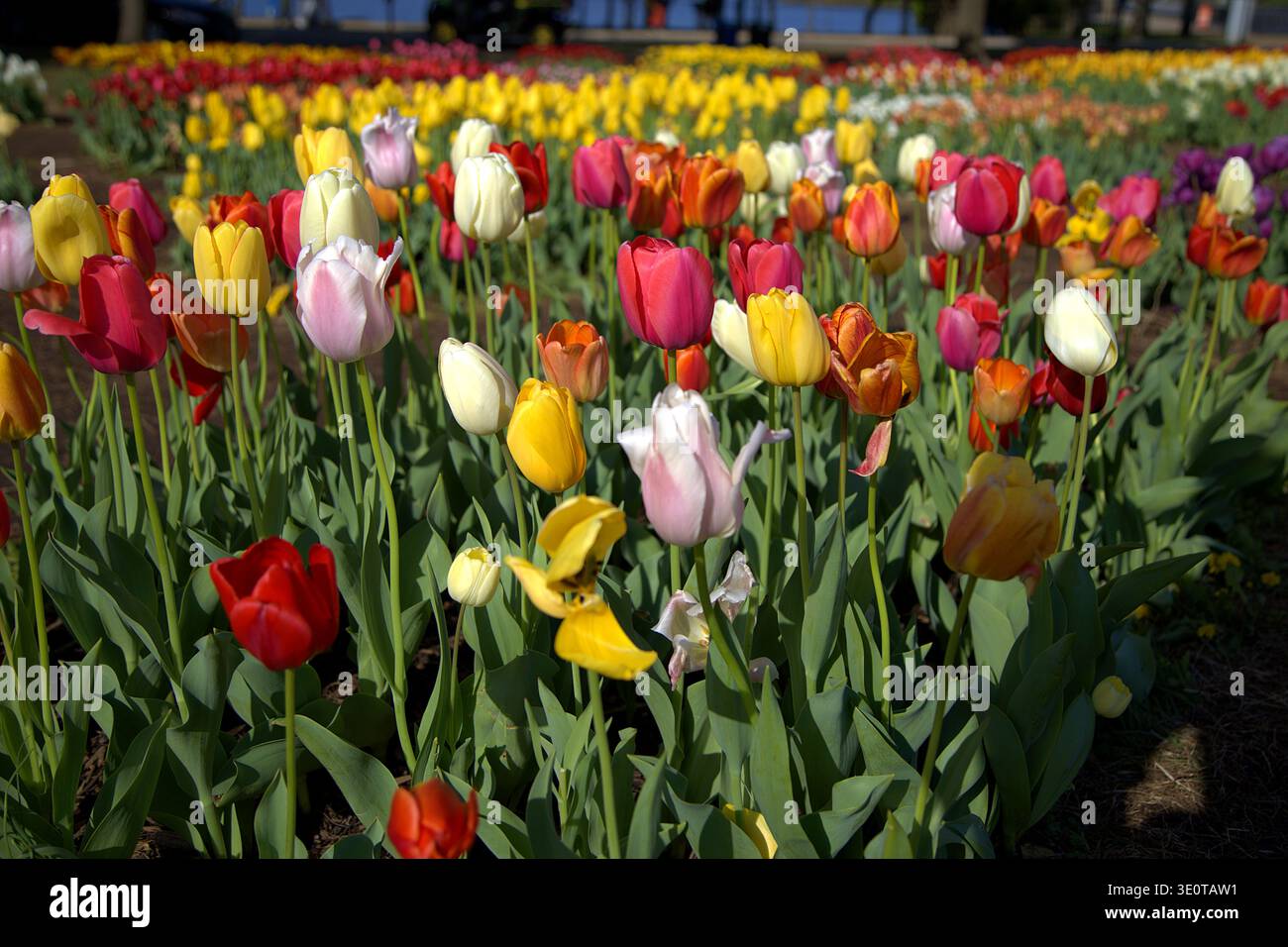 Champ coloré de tulipes florissantes au printemps, avec rouge, jaune, rose, blanc, et des fleurs orangées dans un paysage de jardin vibrant. Banque D'Images