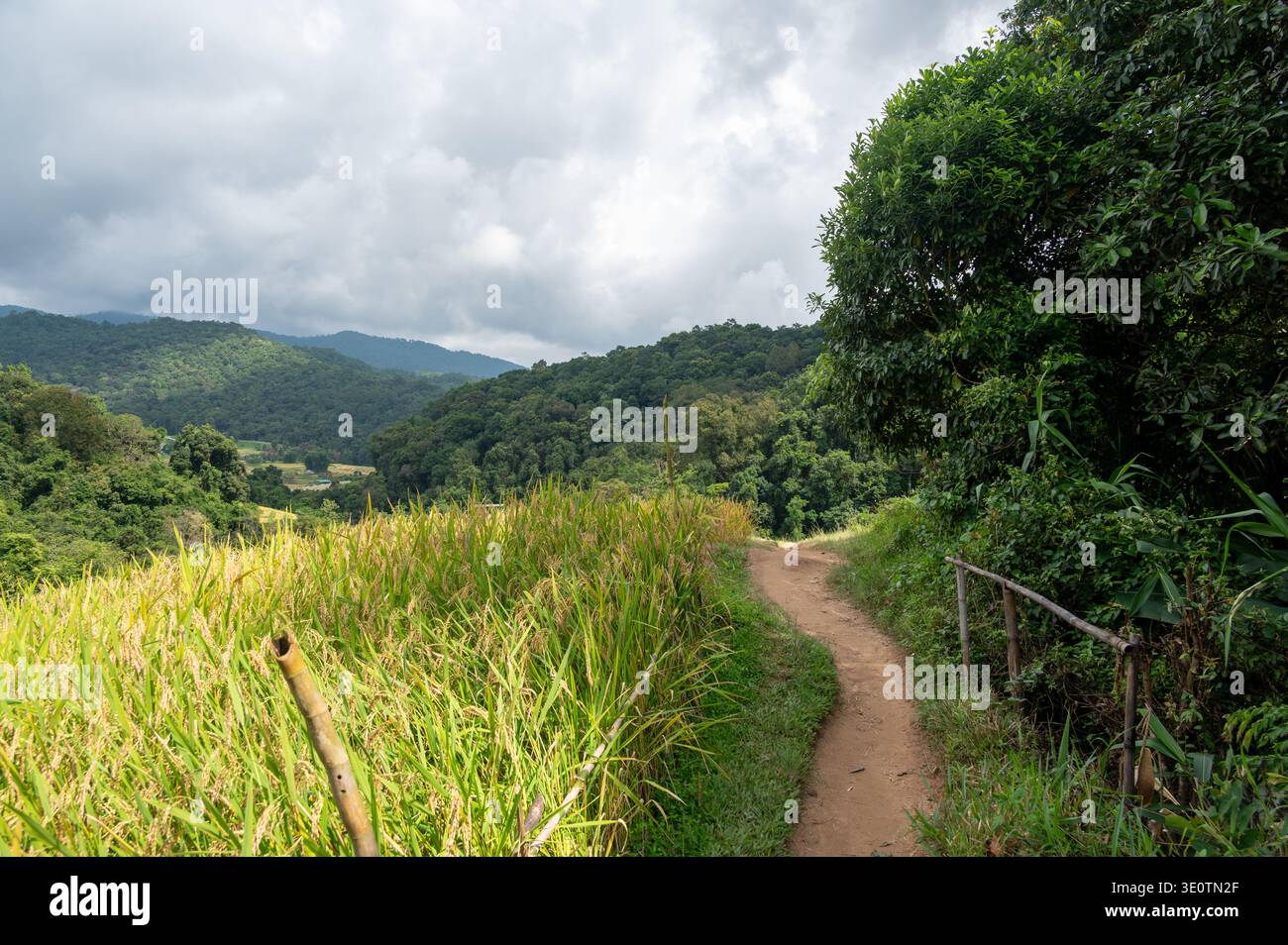 Rizières en terrasses le long du sentier Pha Dok Siew à Doi Inthanon Thaïlande entouré par la forêt tropicale humide. Paysage agricole pittoresque montrant la f traditionnelle Banque D'Images