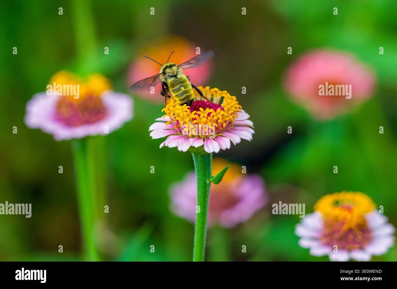 Un jardin de fleurs pittoresque et coloré de Zinnia avec un Bumblebee doré du Nord prenant son envol après la pollinisation. Banque D'Images