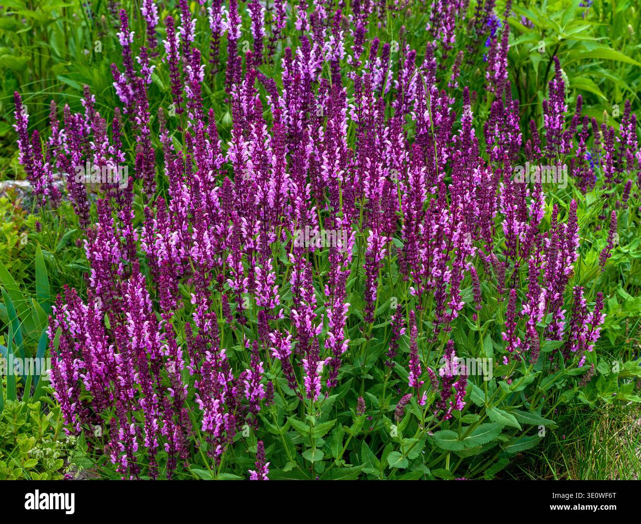 Les fleurs de sauge de prairie ou de sauge des bois fleurissent magnifiquement dans un jardin naturalisé. Banque D'Images