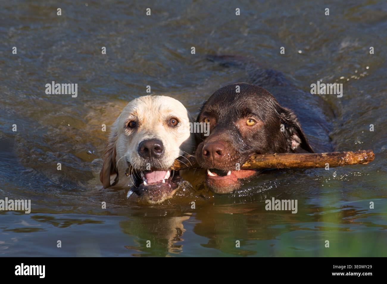 Deux chiens (Golden retriever et chocolat labrador) se battent pour un bâton en nageant, Johannesburg, Afrique du Sud Banque D'Images