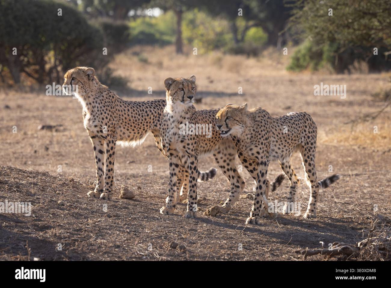 Une coalition de trois guépards sauvages (Acinonyx jubatus) en alerte sur les plaines de savane de Mashatu, Botswana, à la recherche de proies. Banque D'Images