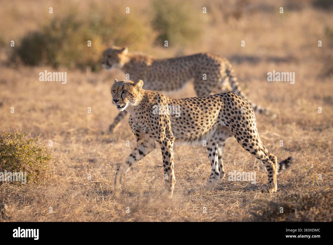 Deux guépards sauvages (Acinonyx jubatus) marchant dans l'herbe sèche de la savane lors d'une promenade matinale à Mashatu, Botswana. Banque D'Images