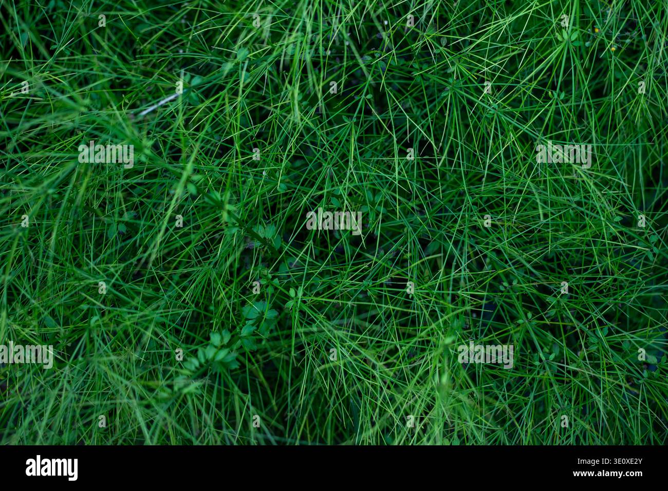 Russelia Equisetiformis Green Needle Feuillage fond Fontaine Bush Plant en gros plan Banque D'Images