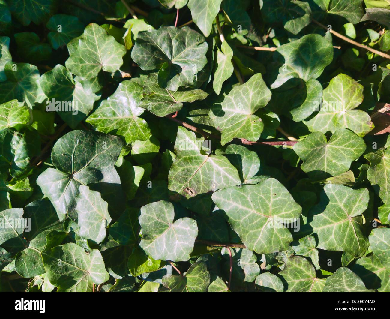 Une photo détaillée et descendante d'un tapis dense de feuilles de lierre vert foncé luxuriantes. La lumière naturelle du soleil crée des lumières nettes et des ombres douces sur le tex Banque D'Images
