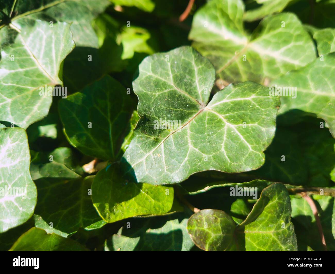 Une étude croquante et rapprochée d'une riche feuille de lierre verte. L'image met en évidence la toile complexe de veines et la texture lisse et cireuse de la plante, à nouveau définie Banque D'Images