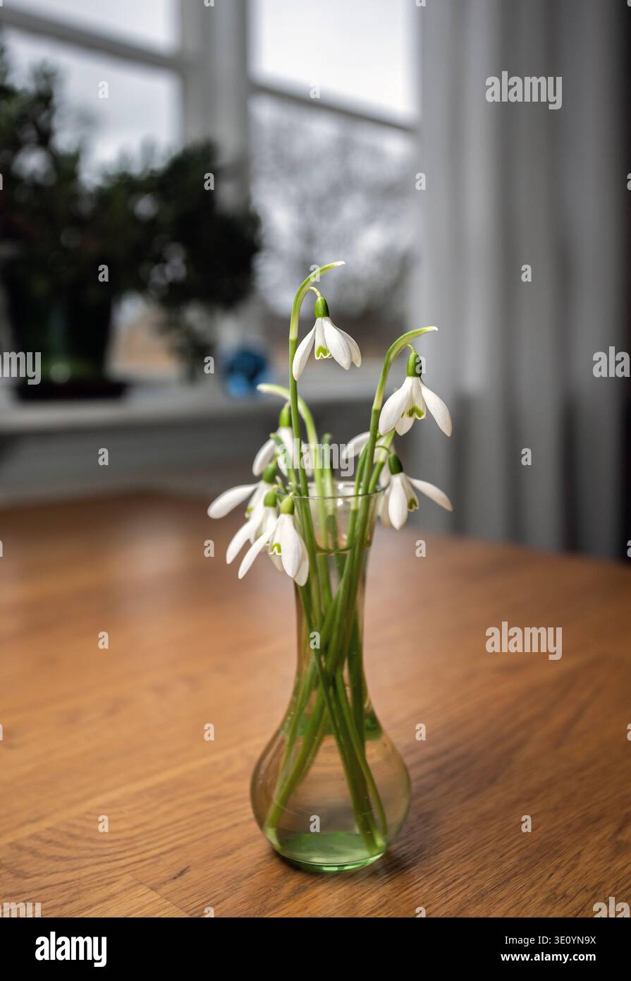 les premières gouttes de neige du printemps sur la table à l'intérieur Banque D'Images