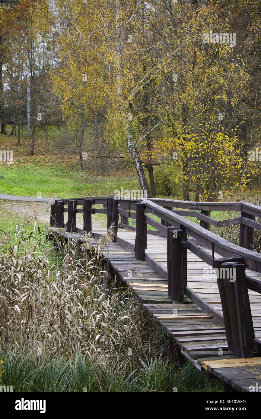 Une scène automnale paisible avec une passerelle en bois au milieu d'une forêt avec des arbres jaunes vibrants et un cadre paisible, parfait pour inspira en plein air Banque D'Images