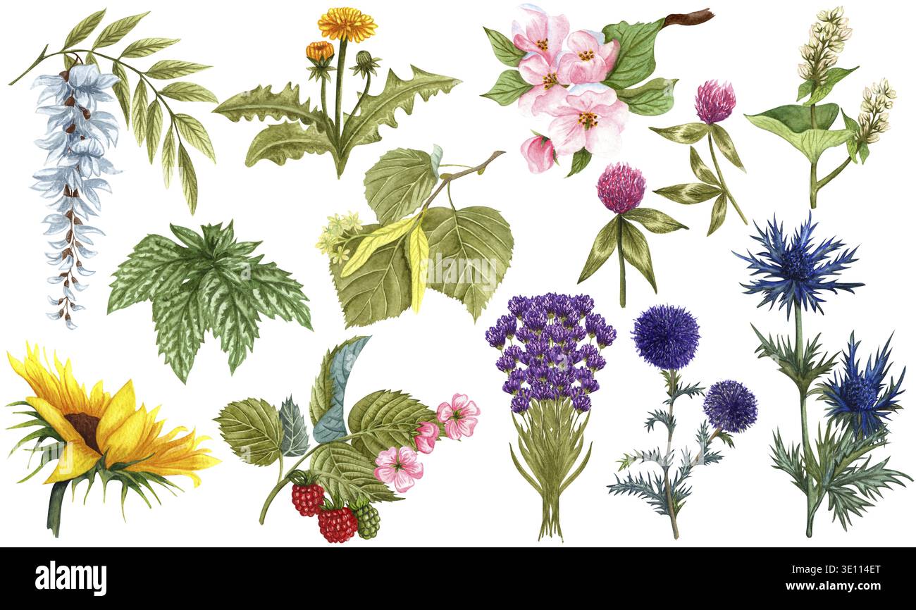 Ensemble à base de plantes aquarelle de plantes de miel de fleurs sauvages et de fleurs. Collection d'herbes botaniques dessinée à la main de pommier, tilleul, tournesol, lavande, bleu Banque D'Images