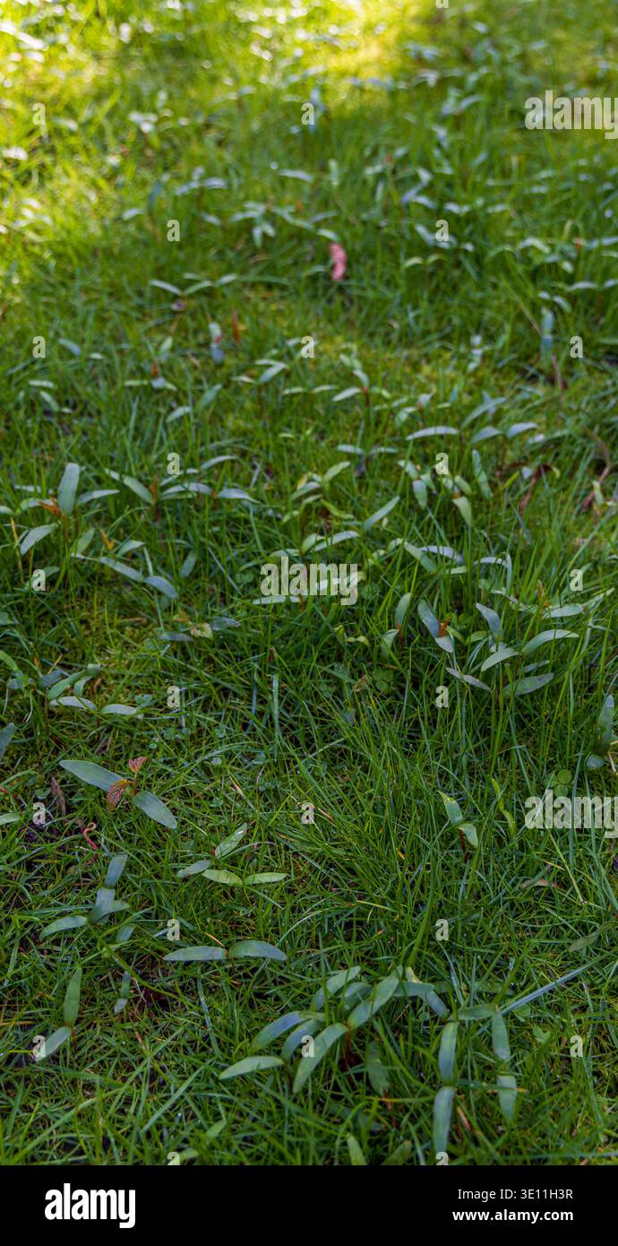 Jeunes plants de sycamore émergeant de la pelouse au début du printemps en Angleterre Banque D'Images