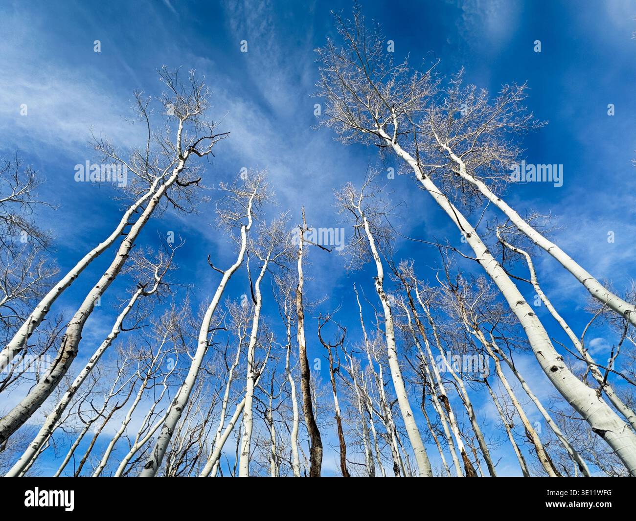 Un bosquet de trembles en hiver s'étend vers le ciel contre un ciel bleu avec de légers nuages. Banque D'Images