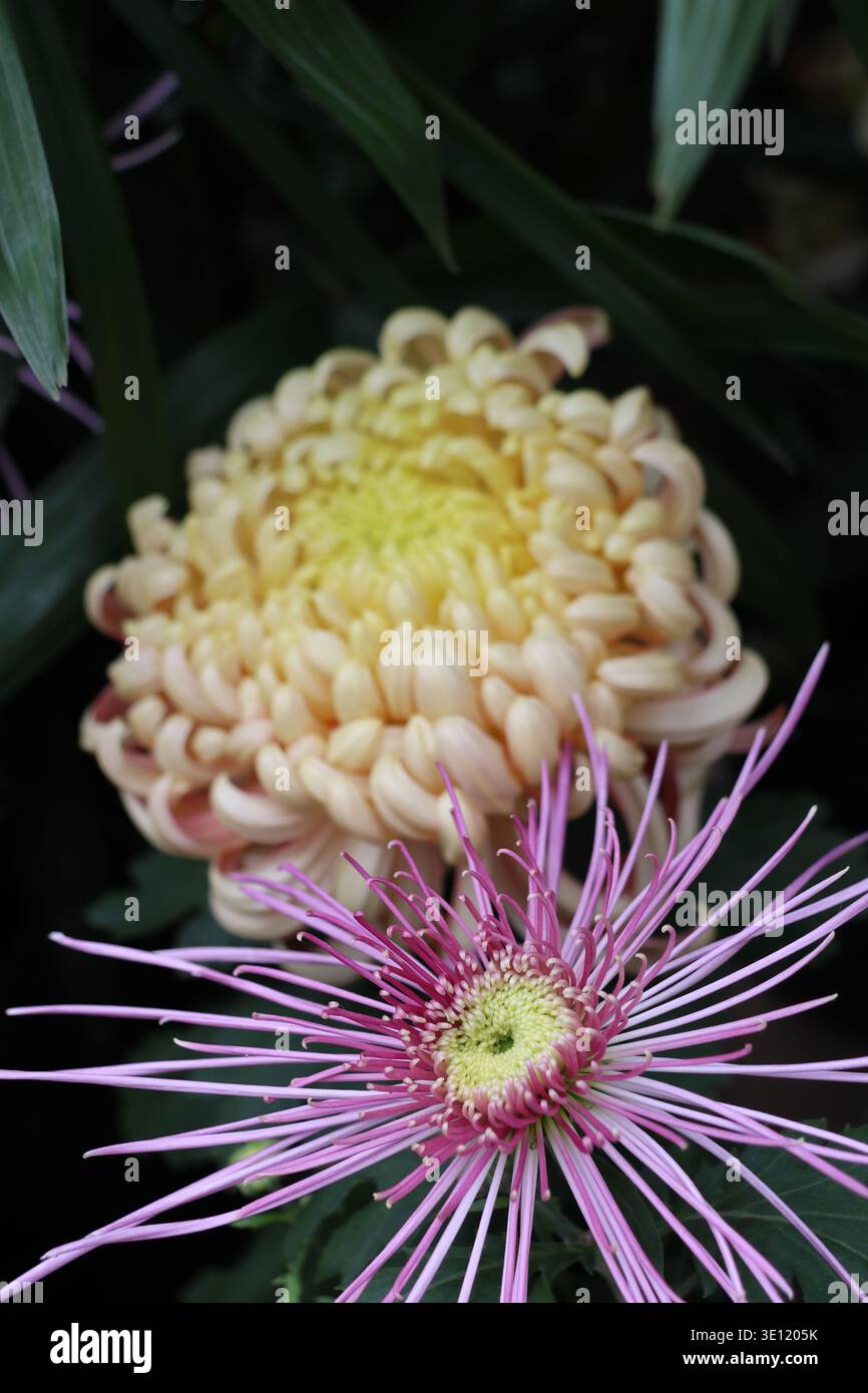 Les chrysanthèmes d’araignée violet lavande appelés « Salhouse Joy », une variété unique caractérisée par leurs longs pétales en forme de tubes qui ressemblent à des pattes d’araignée Banque D'Images