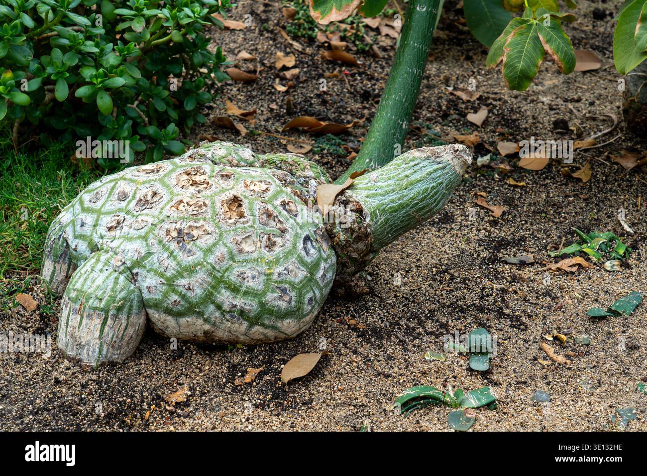 La base du modèle en forme de coquille de tortue du Pseudobombax ellipticum. Banque D'Images