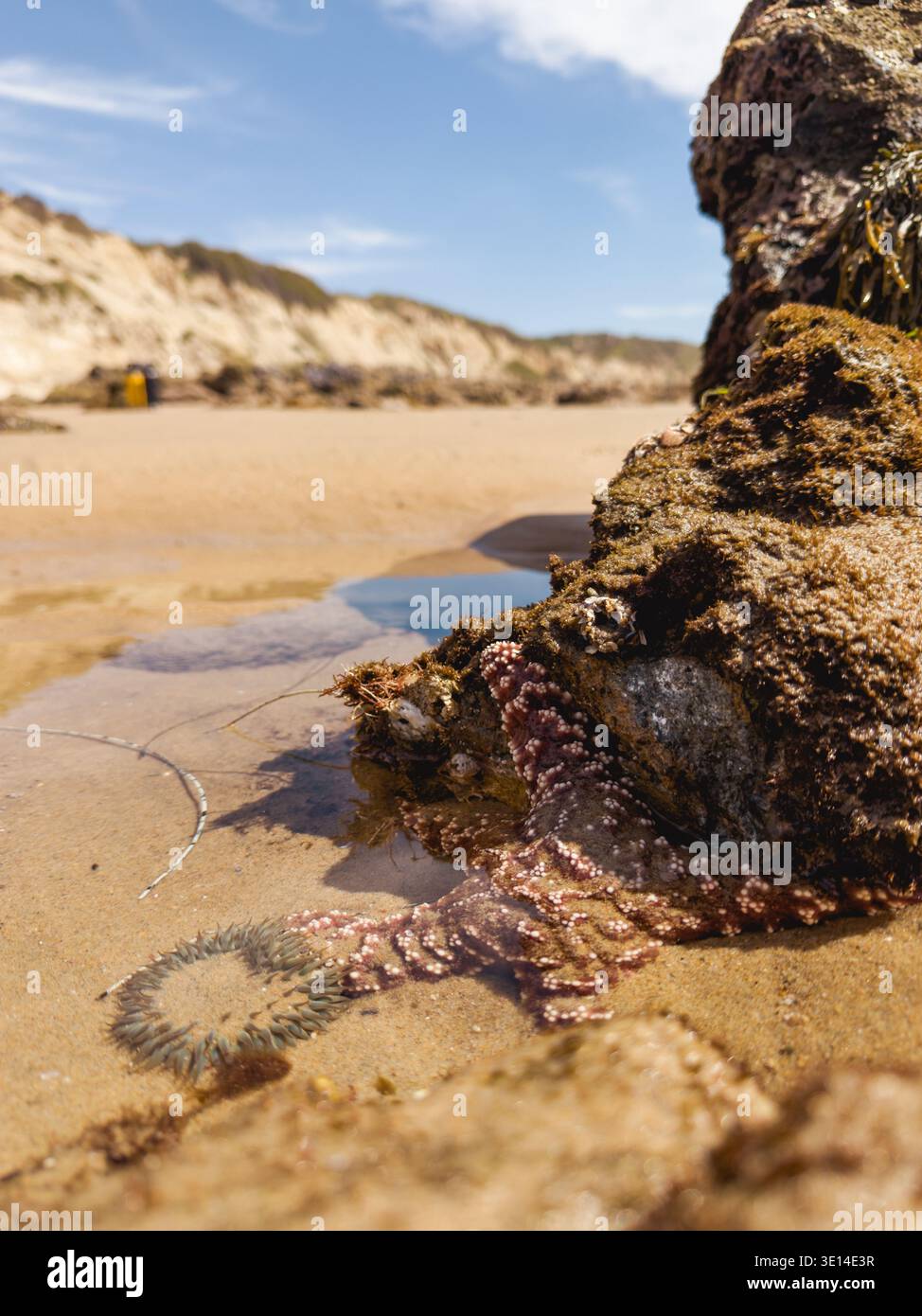 Vue en bas angle d'une étoile de mer et d'une anémone de mer pendant la marée basse sur une plage de sable Banque D'Images