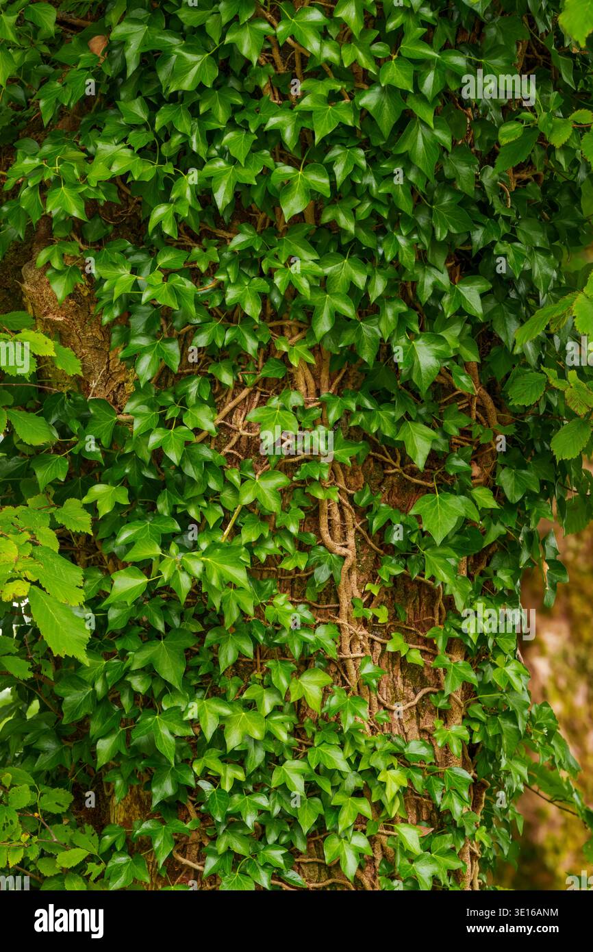 Lierre anglais grimpant un tronc d'arbre, feuilles et tiges vert brillant formant une couverture dense dans le jardin clos victorien, abbaye de Kylemore, Irlande. Banque D'Images
