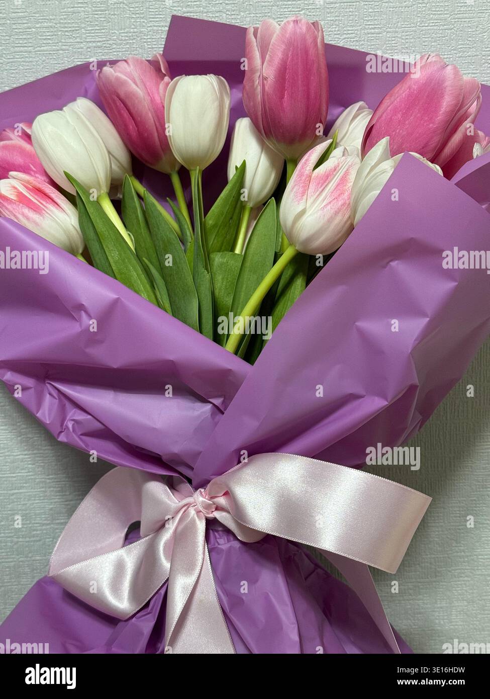 Bouquet de tulipes roses et blanches fraîches enveloppées dans du papier violet, fleurs printanières en gros plan - Image de stock capturée avec un smartphone