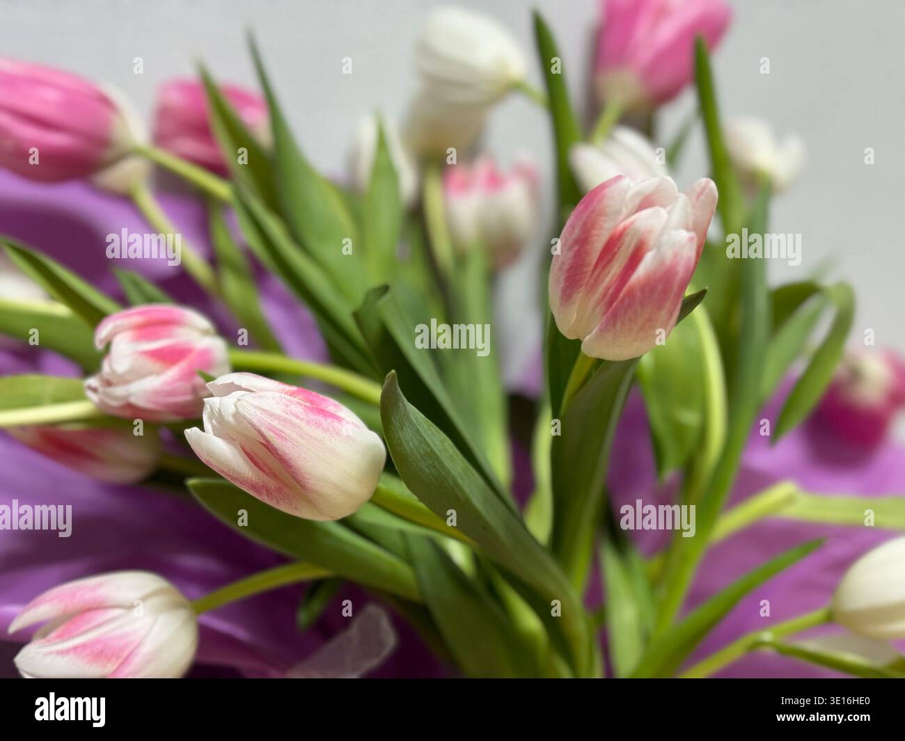 Gros plan d'un élégant bouquet de tulipes avec des fleurs roses et blanches dans un emballage lilas - Image de stock capturée avec un smartphone