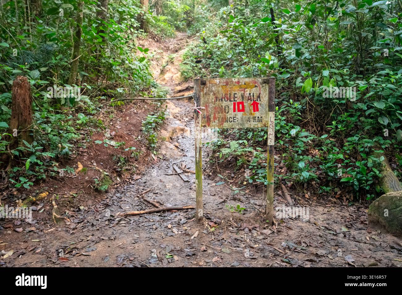 Tanah Rata, Cameron Highlands, Malaisie – 27 janvier 2020 : panneau de signalisation Weathered Trail 10 à côté d'un sentier de randonnée boueux à travers une végétation forestière dense. Banque D'Images