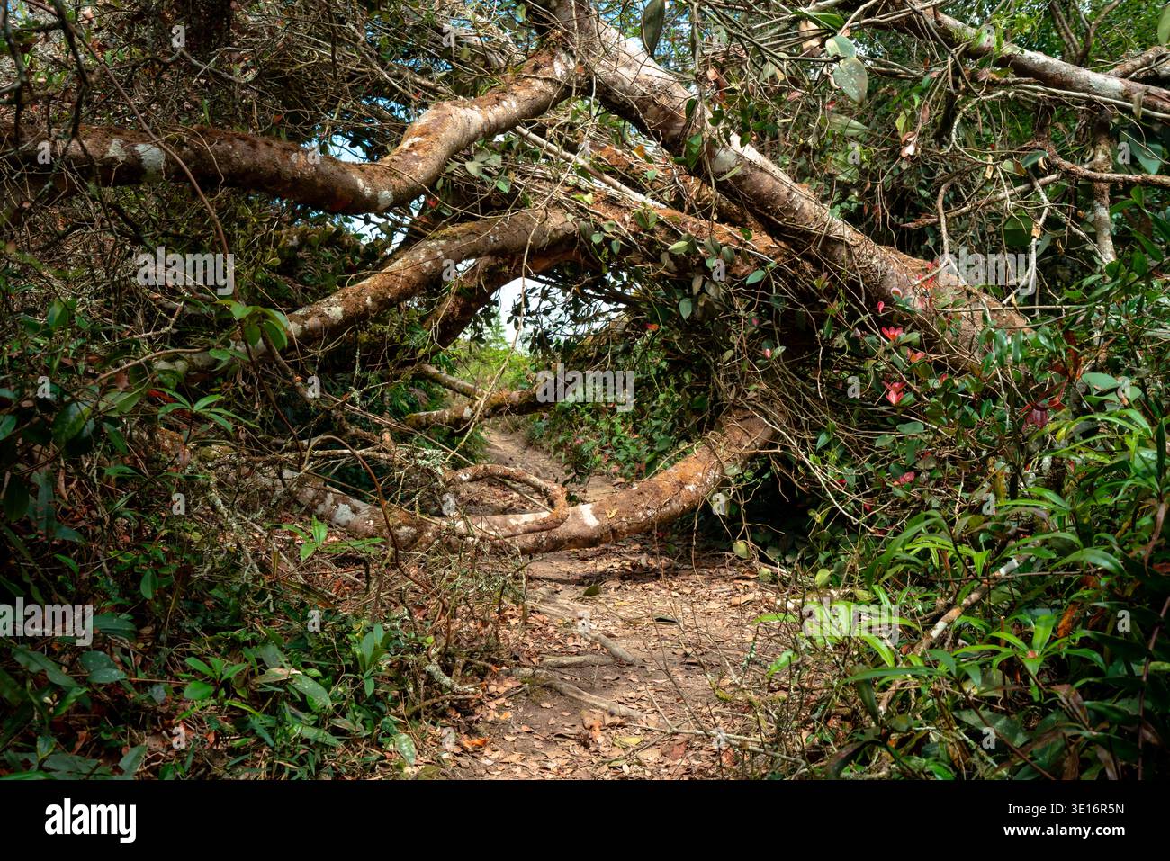 Cameron Highlands, Malaisie – 27 janvier 2020 : troncs d’arbres tombés sur un sentier de randonnée forestier étroit entouré d’une végétation dense. Banque D'Images