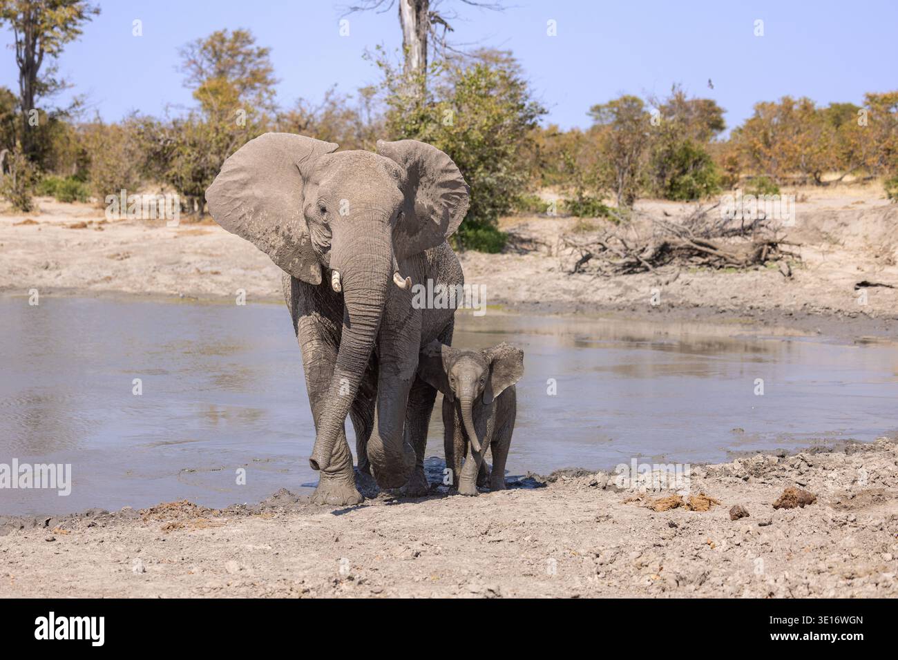 Une vache éléphante africaine et son petit veau traversent ensemble une rivière peu profonde au Botswana. Banque D'Images