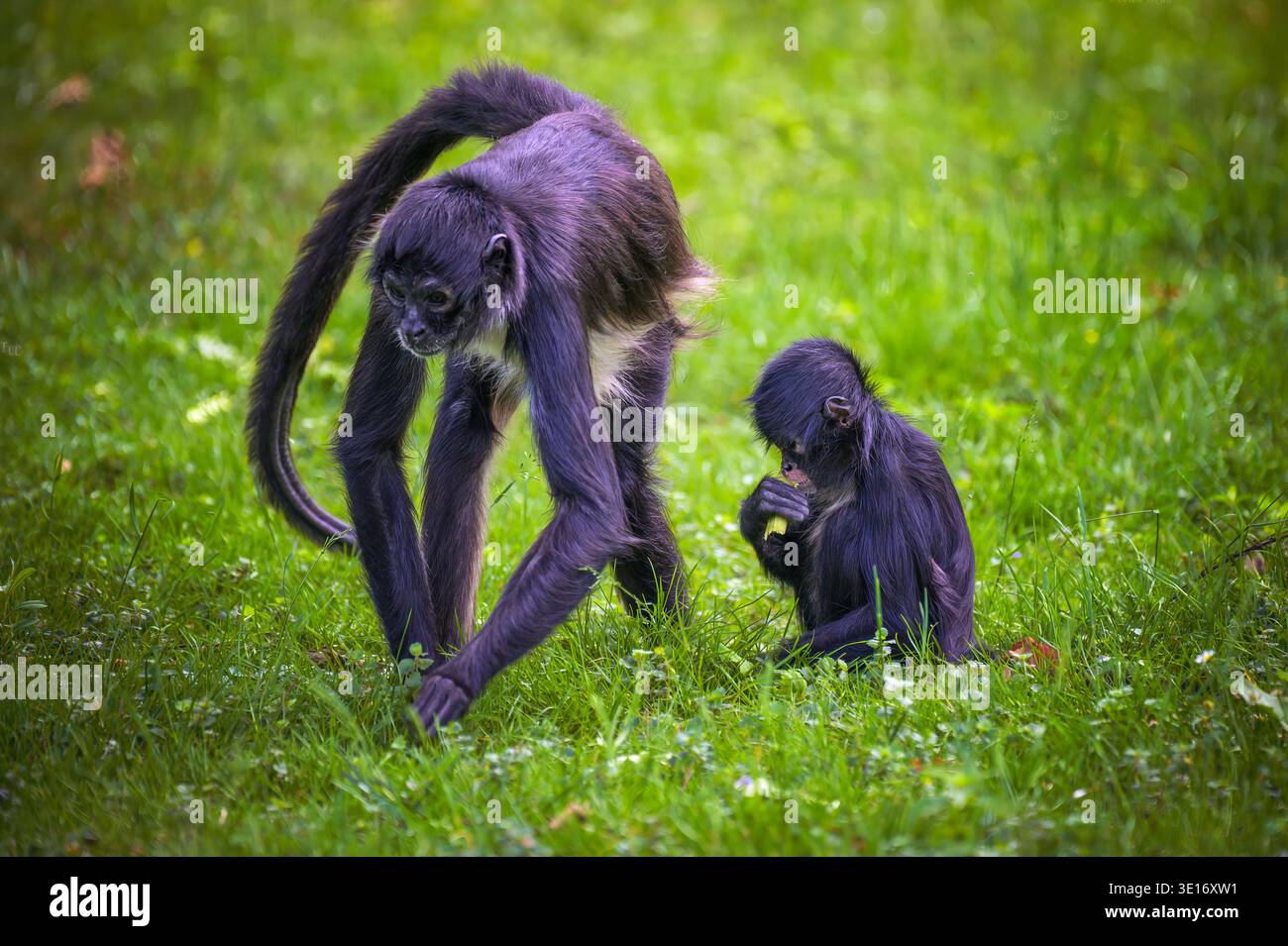 Le singe araignée de Geoffroy avec bébé Banque D'Images