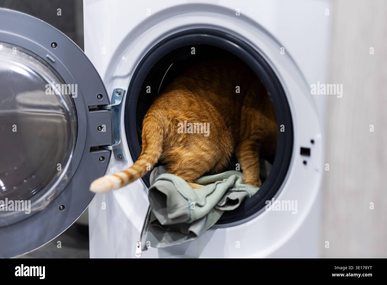 Le chat au gingembre se serre dans la queue du tambour de la laveuse en feuilletant sur la serviette verte, méfait ludique dans la lessive à la maison, moment d'animal de compagnie candide Banque D'Images