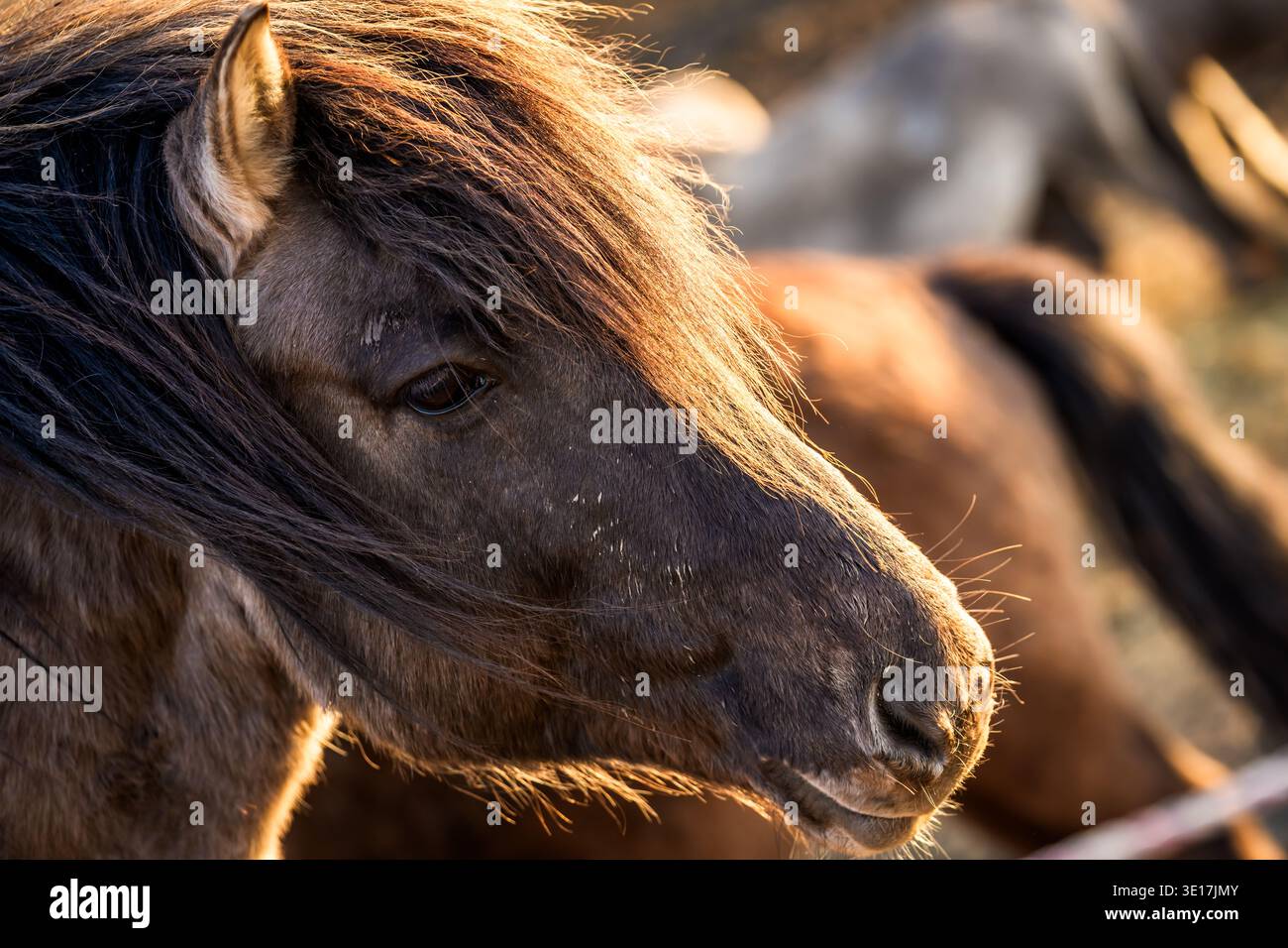 Portrait d'un cheval Konik sauvage. Un superbe portrait rapproché d'un cheval Konik sauvage dans la lumière de l'heure d'or, en se concentrant sur l'œil et la crinière texturée, CA Banque D'Images