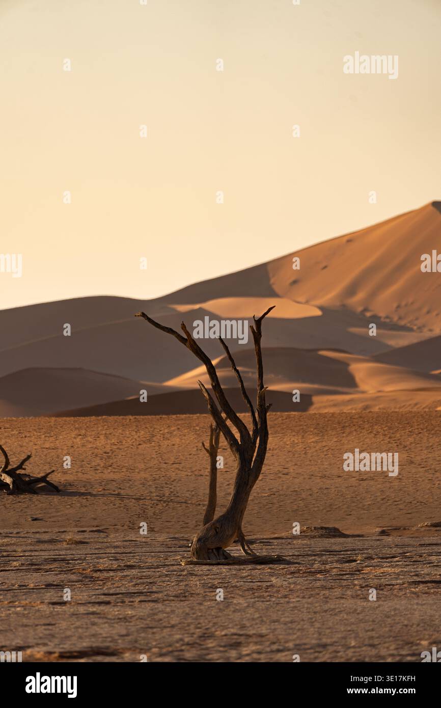 Vue imprenable sur Deadvlei, Namibie, avec des squelettes d'arbres altérés par les intempéries sur fond de dunes de sable imposantes. La lumière dorée du soleil améliore le Ser Banque D'Images