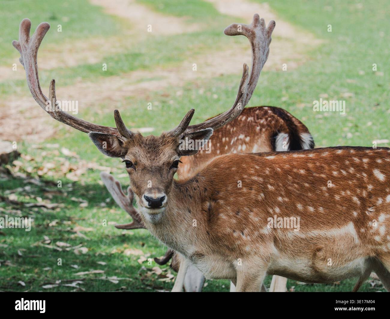 Un majestueux cerf mâle en jachère se dresse gracieusement dans un champ verdoyant, ses grands bois impressionnants s'étendant vers l'extérieur. Le manteau tacheté de l’animal se mélange Banque D'Images