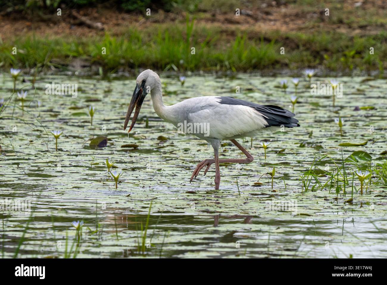 Openbill asiatique (Anastomus oscitans) pataugant dans l'eau. Banque D'Images