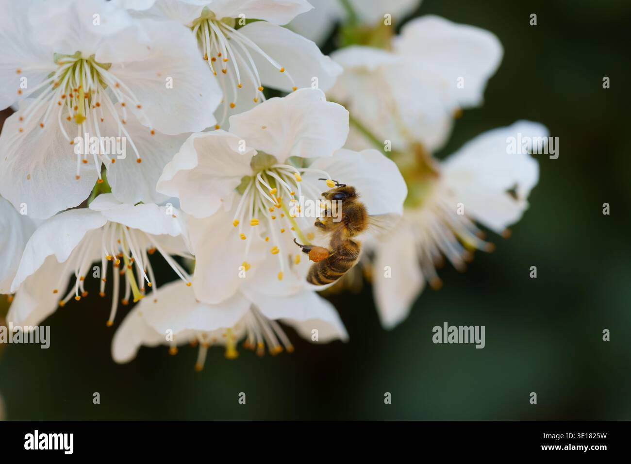 Abeille à miel à la recherche de nectar et de pollen sur la fleur blanche Banque D'Images