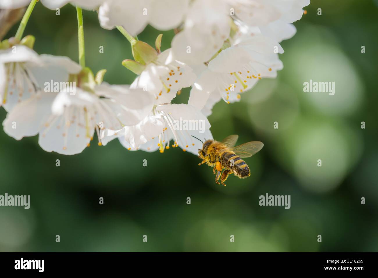 Abeille à miel à la recherche de nectar et de pollen sur la fleur blanche Banque D'Images