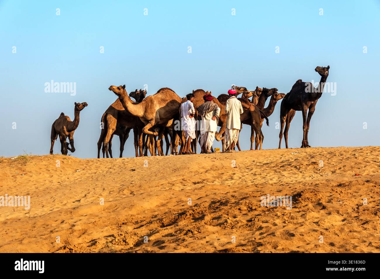 Des hommes en vêtements traditionnels se tiennent parmi un groupe de chameaux sur une crête sablonneuse à la foire aux chameaux de Pushkar à Pushkar sous un ciel bleu clair. Banque D'Images